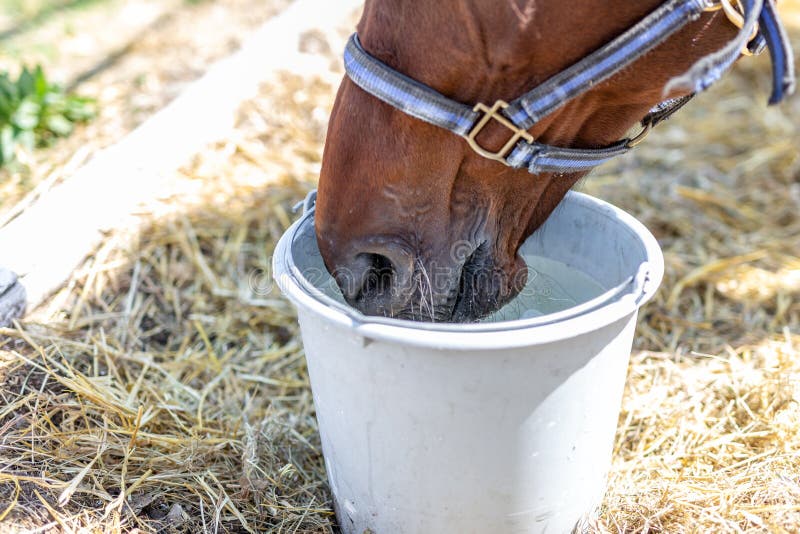 Horse drink