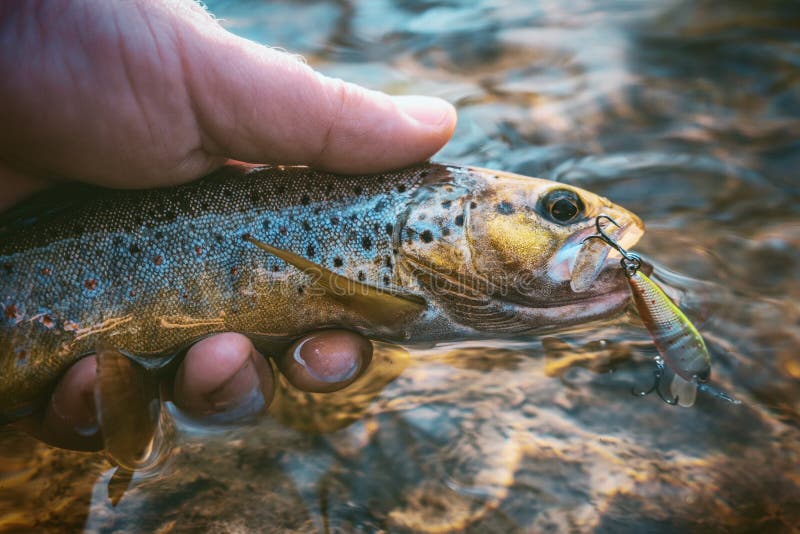 A Beautiful Brown Trout is Caught Spinning Stock Photo Image of angler, caught 182765802