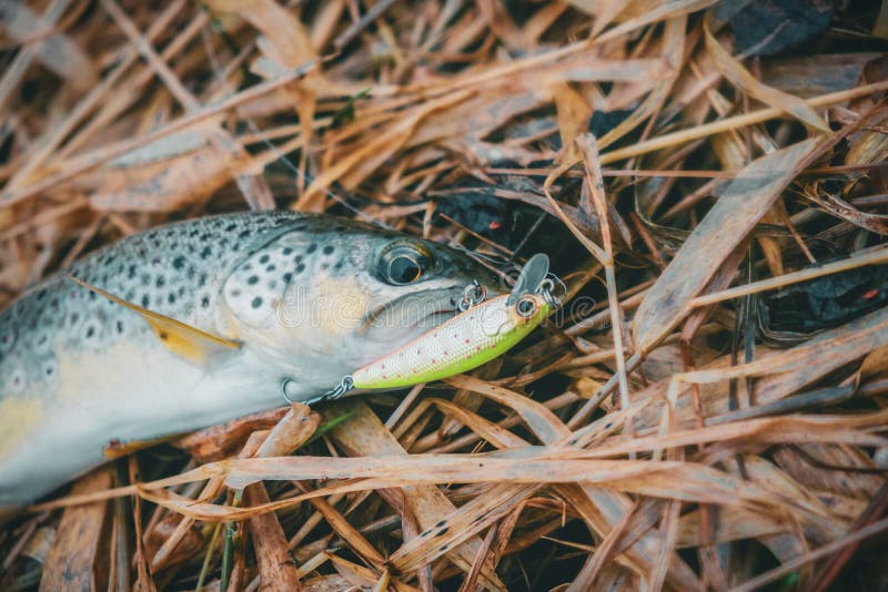 A Beautiful Brown Trout is Caught Spinning Stock Image Image of fishing, nature 182765805