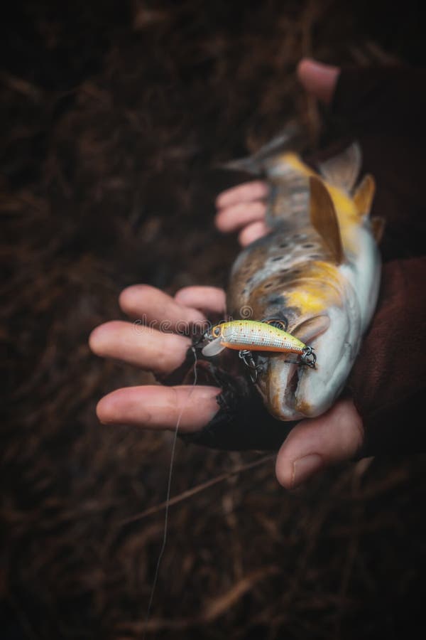 A Beautiful Brown Trout is Caught Spinning Stock Photo Image of creek, hobby 182765820