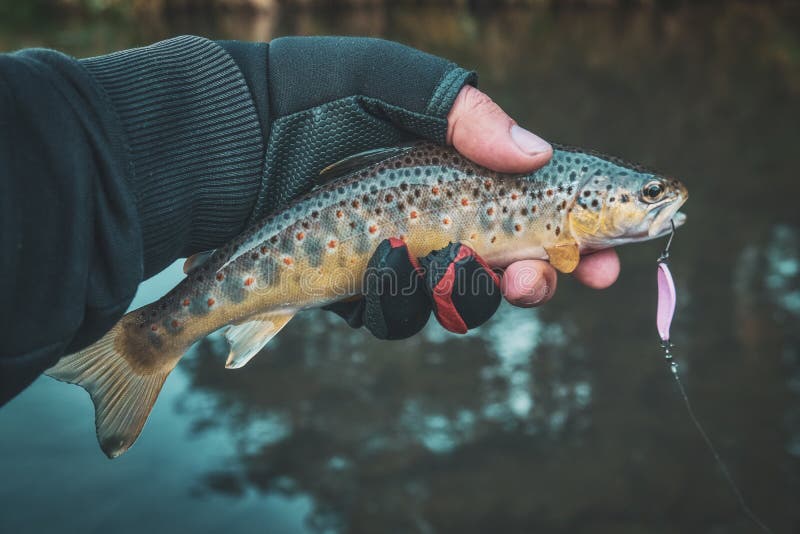 A Beautiful Brown Trout is Caught Spinning Stock Photo Image of release, lure 198116294