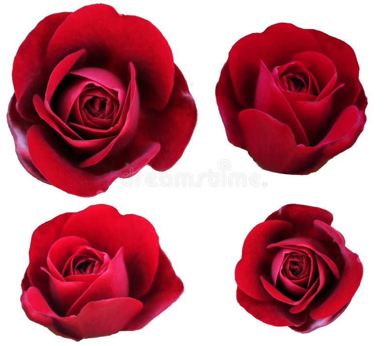 Beautiful bud of a lush red rose on a white background. Collage of a set of scarlet rose buds isolated without background for
