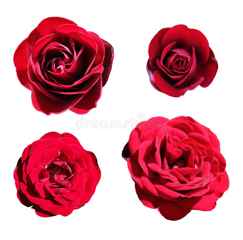 Beautiful bud of a lush red rose on a white background. Collage of a set of scarlet rose buds isolated without background for
