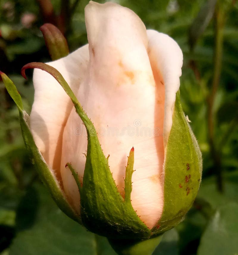 A beautiful bud is not blooming roses stock photography A beautiful bud is not blooming roses stock photography