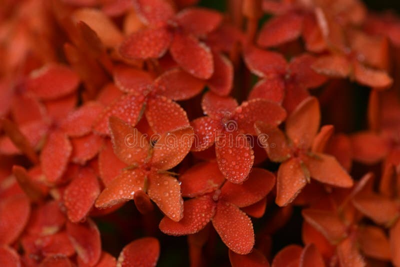 Bunch of Flower for Backgroung Stock Photo - Image of purity, bunch ...