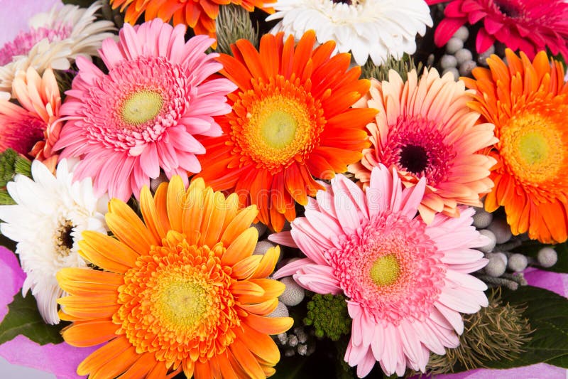 Beautiful bunch of gerberas stock image Beautiful bunch of gerberas stock image
