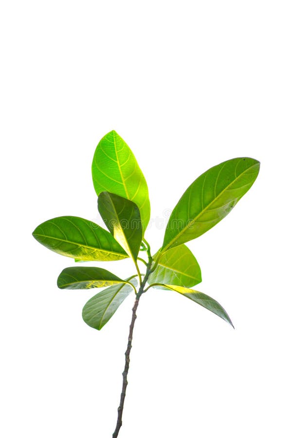 A bunch of jack-fruit leaves isolated on white background. royalty free stock image A bunch of jack-fruit leaves isolated on white background. royalty free stock image