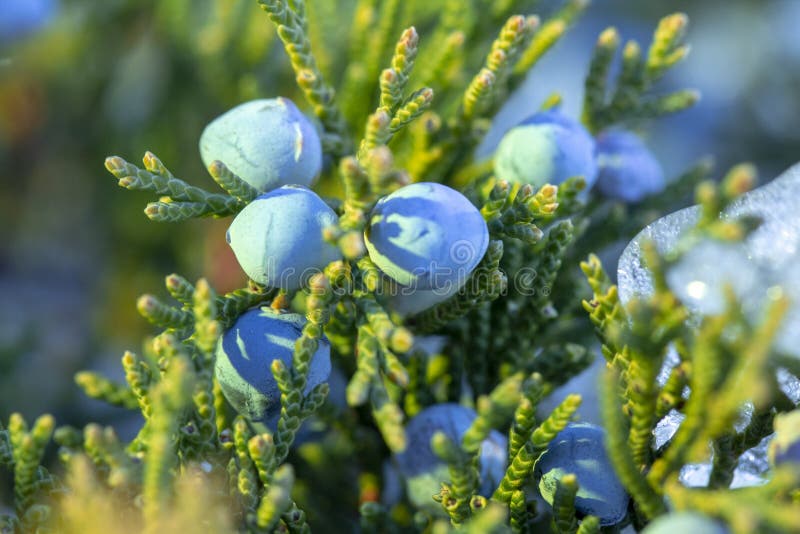 Beautiful Bush of a Juniper with Berries Stock Photo - Image of view ...