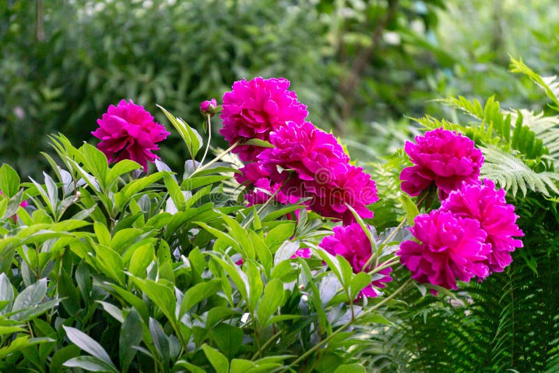 Beautiful Bush of Lilac Peonies in the Garden Stock Image Image of