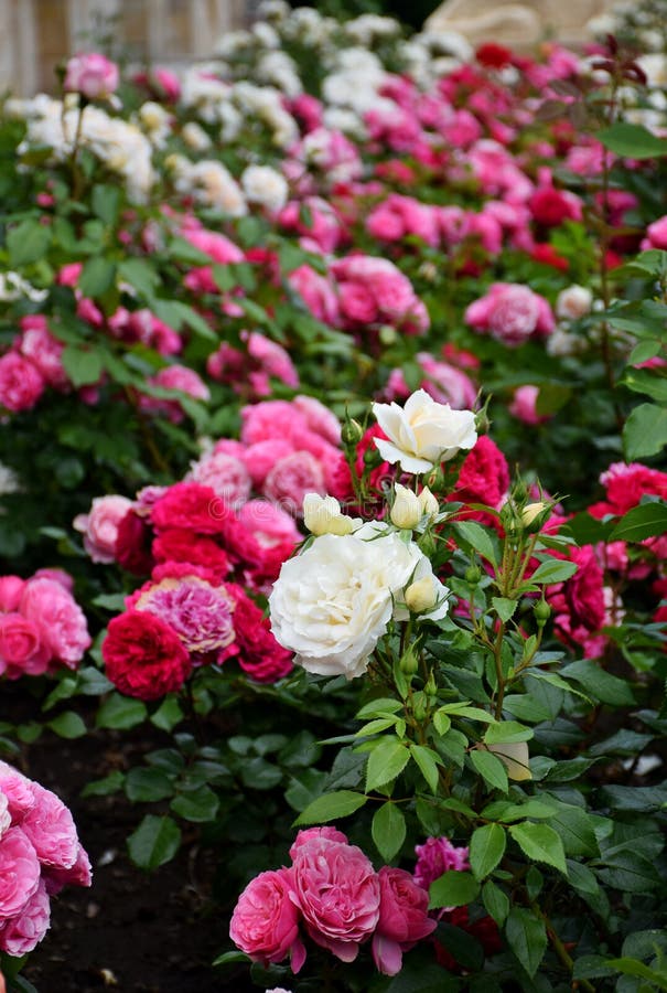 Beautiful Bushes of Pink, White, Red Roses Stock Image - Image of ...