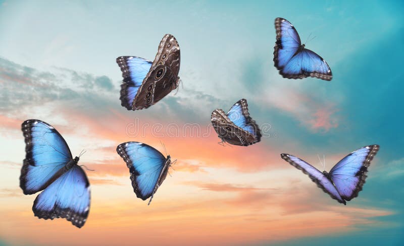 https://thumbs.dreamstime.com/b/beautiful-butterflies-flying-sky-beautiful-butterflies-flying-sky-sunset-197631355.jpg