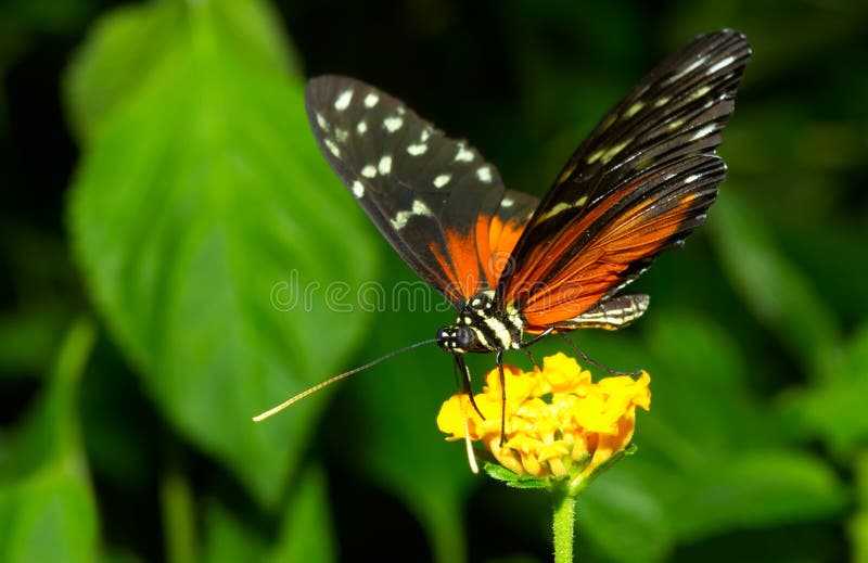 Beautiful butterfly