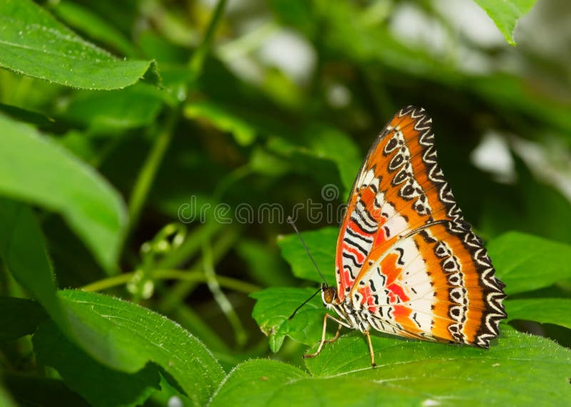 Beautiful butterfly