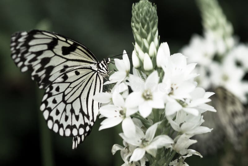 Beautiful butterfly