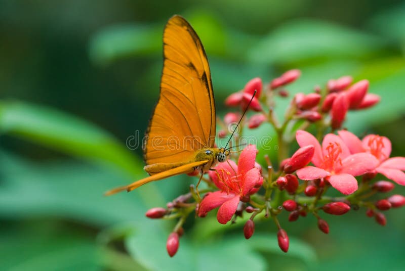 Beautiful butterfly