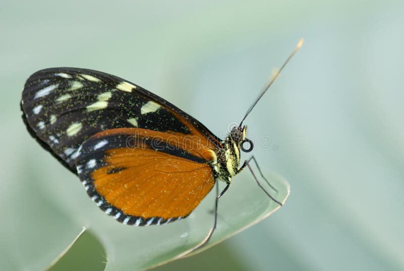 White & Orange Butterfly Stock Image Image of nature, background 2202113