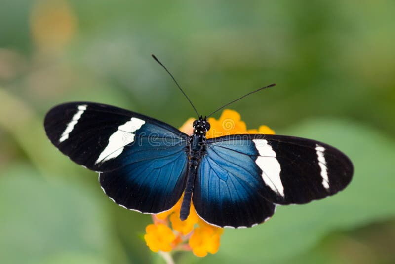 Beautiful butterfly