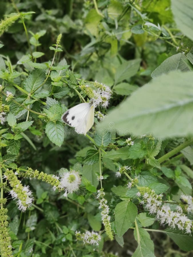 Beautiful Butterfly with Black Dot on White Wings Stock Image Image of white, butterfly 165275555