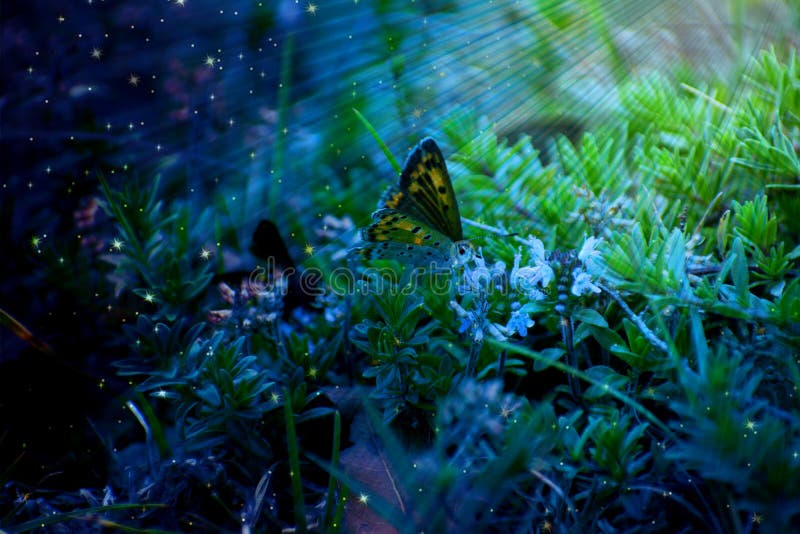 A beautiful butterfly bless with light royalty free stock image A beautiful butterfly bless with light royalty free stock image
