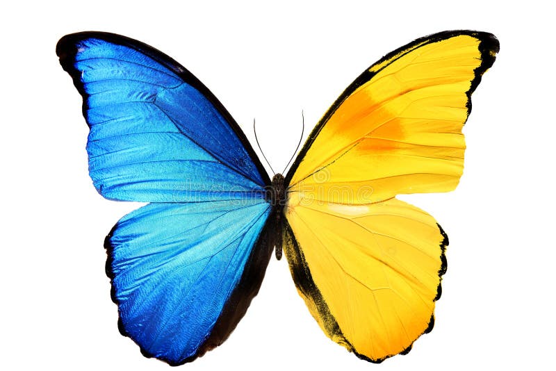 Beautiful butterfly with blue yellow wings isolated on white background stock photography