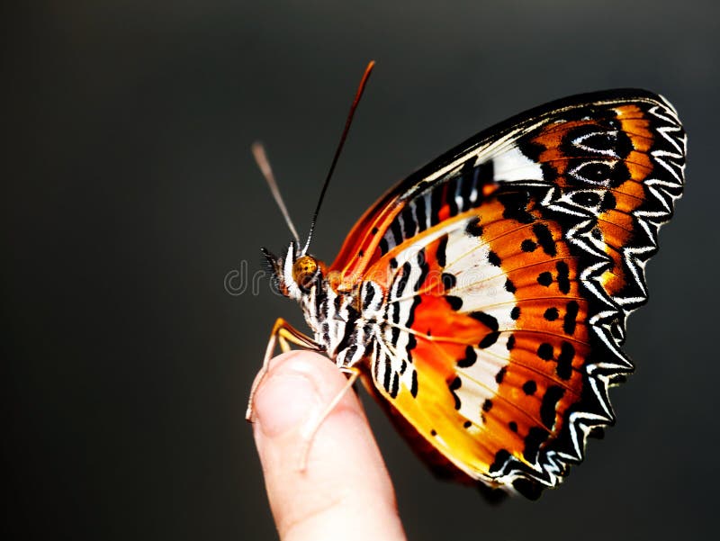 Beautiful butterfly on child finger.