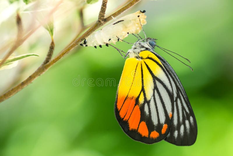 Beautiful butterfly emerges from a cocoon