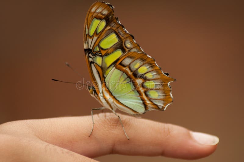 beautiful butterfly on finger in a tropical green ho