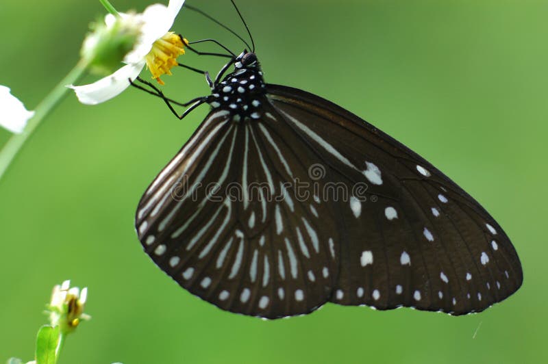 Beautiful butterfly and flower