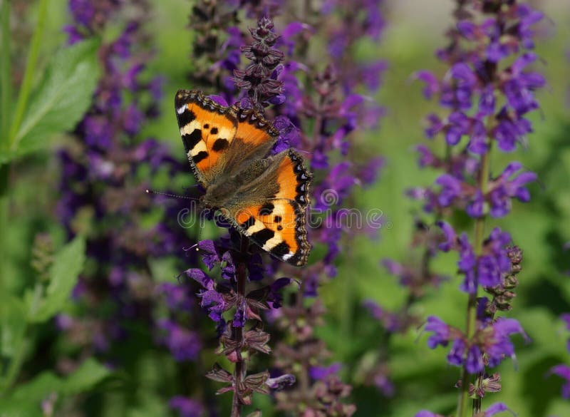 European Small Tortoiseshell butterfly Aglais urticae on a flower. European Small Tortoiseshell butterfly Aglais urticae on a flower