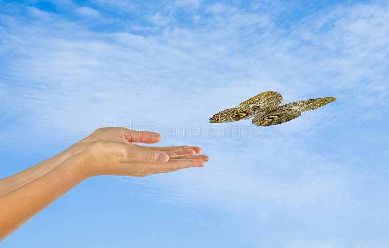 Butterfly flying from hand stock image. Image of palm 102727489