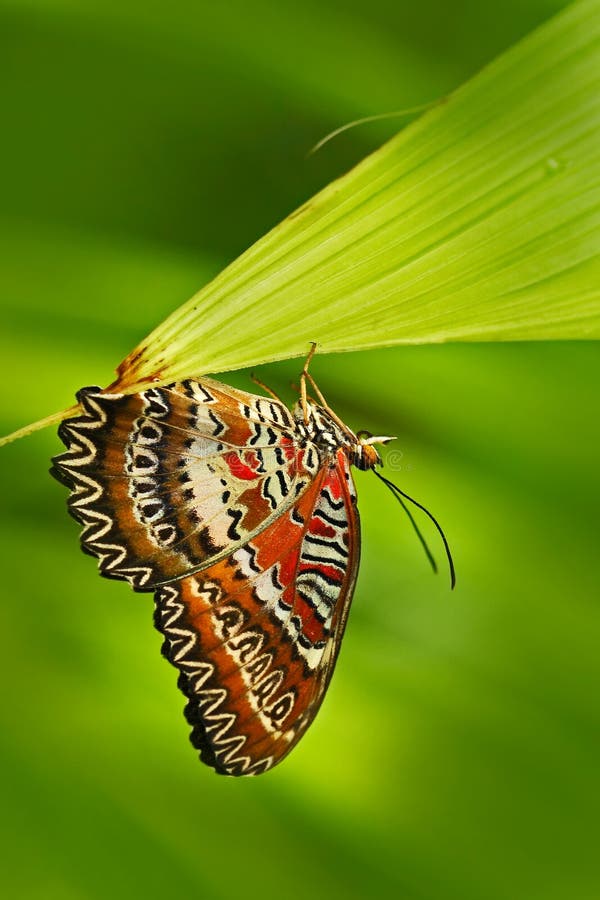 Beautiful butterfly from India. Red Lacewing, Cethosia biblis, sitting on the green leaves. Insect in dark tropic forest, nature royalty free stock photos Beautiful butterfly from India. Red Lacewing, Cethosia biblis, sitting on the green leaves. Insect in dark tropic forest, nature royalty free stock photos