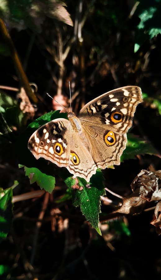 Beautiful Butterfly in the Jungle Stock Photo Image of pollinator