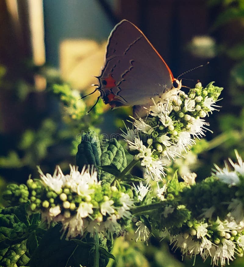 Beautiful Butterfly on Mint Stock Image Image of grey, leaf 184472929