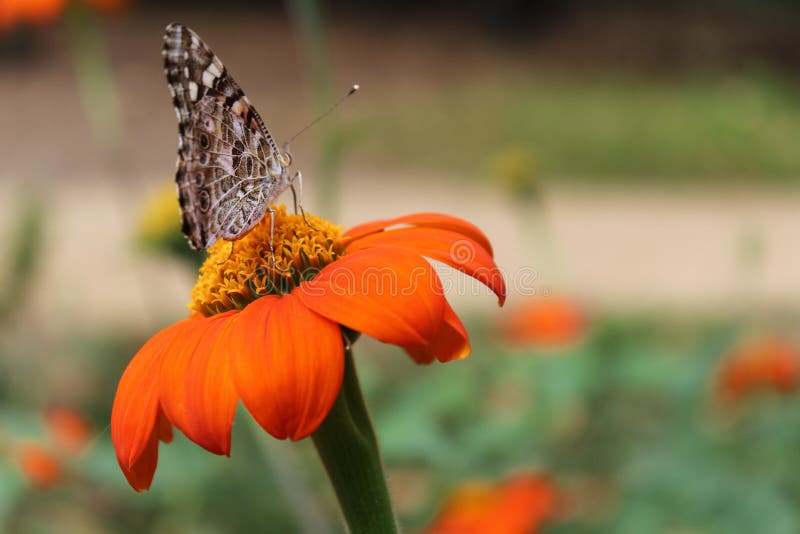 Beautiful butterfly perched on top of an bright orange Clavel de Muerto - or Mexican Sunflower - in a garden stock photography Beautiful butterfly perched on top of an bright orange Clavel de Muerto - or Mexican Sunflower - in a garden stock photography