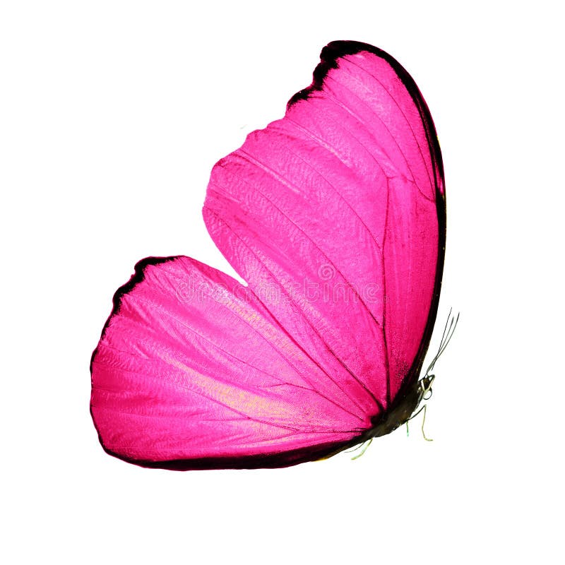 Bức tranh bướm đẹp cánh hồng trên nền trắng vô cùng quyến rũ và ngọt ngào. Sắc hồng truyền tải tinh tế của bướm như cơn gió nhẹ thổi qua, khiến cho bức ảnh thêm phần mềm mại và dịu dàng.