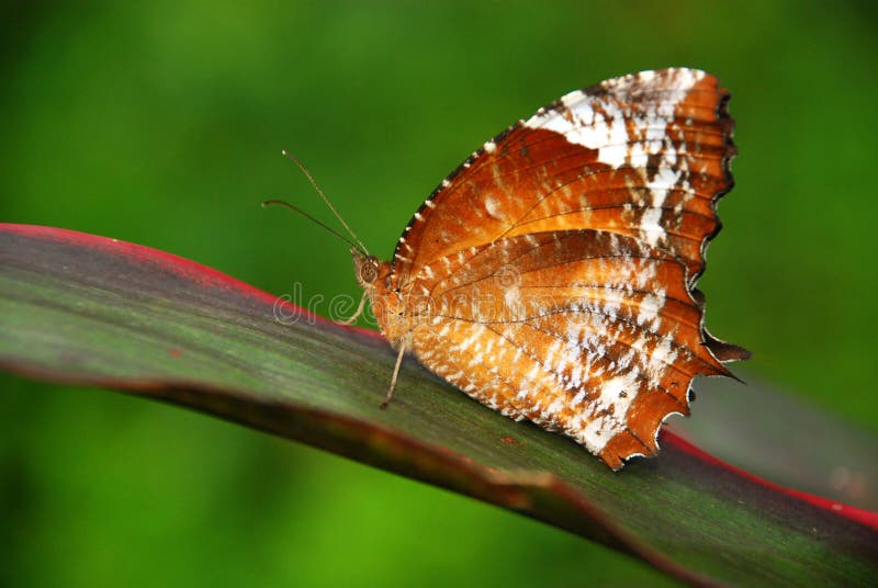 Beautiful butterfly in a plant