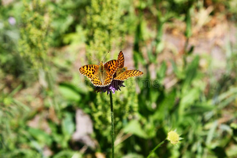 Butterfly sits on a flower in the grass. stock image Butterfly sits on a flower in the grass. stock image