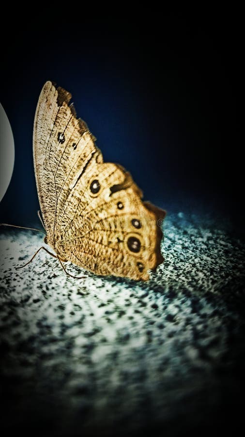 Beautiful Butterfly Sitting on the Wall Stock Photo - Image of ...