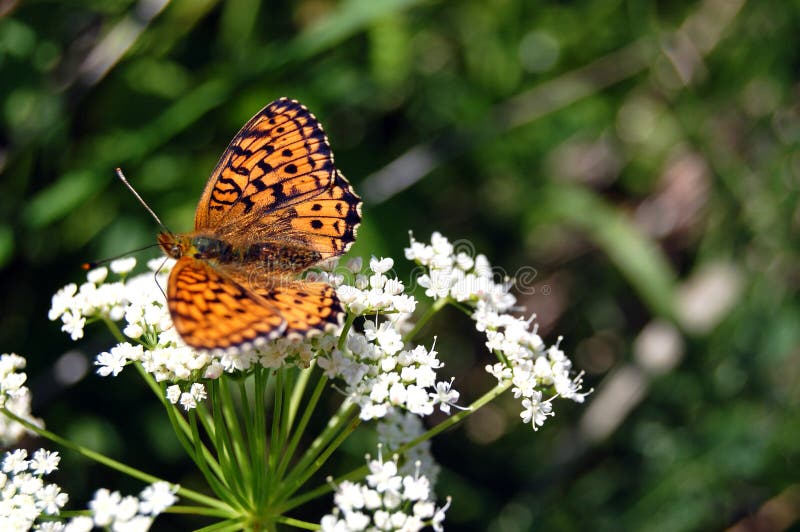 The beautiful butterfly sitting on a white flower