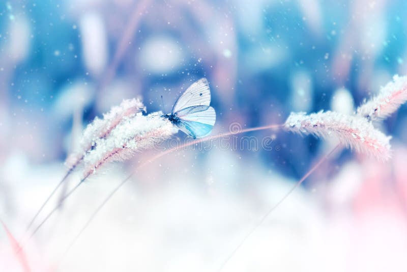 Beautiful butterfly in the snow on the wild grass on a blue and pink background. Snowing. Artistic winter christmas natural image.