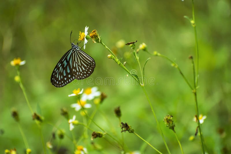 Beautiful butterfly stay on white flower with green background royalty free stock image Beautiful butterfly stay on white flower with green background royalty free stock image