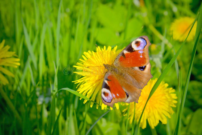 Beautiful butterfly and yellow dandelion.