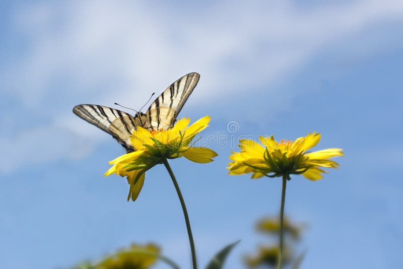 Beautiful butterfly, known as papilionidae, on yellow flowers against the blue sky. Beautiful butterfly, known as papilionidae, on yellow flowers against the blue sky