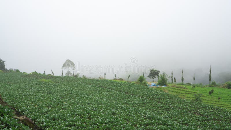 Beautiful cabbage fields in the arjuna mountains, East java, Indonesia
