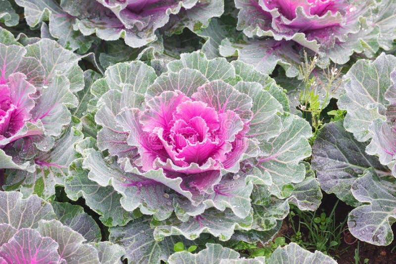 Beautiful cabbage flower stock image. Image of leaf, growth 82513873
