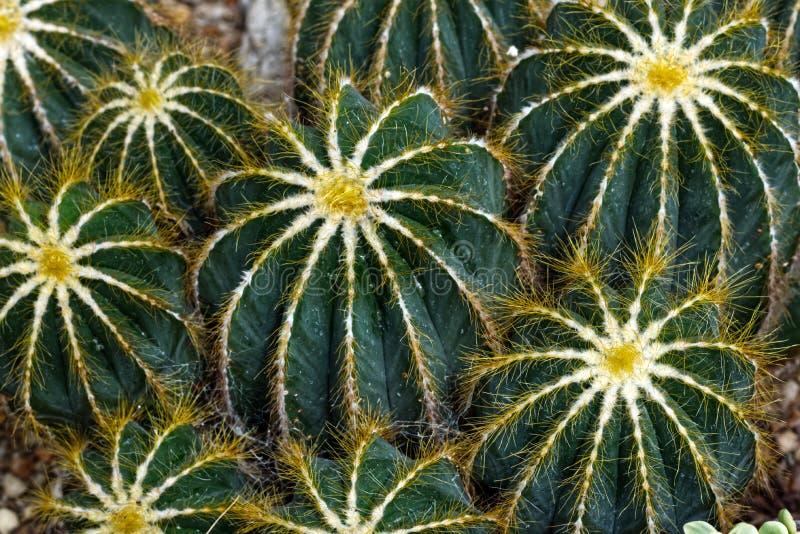 Beautiful Cactus Plants with Some Structure, Toronto, on