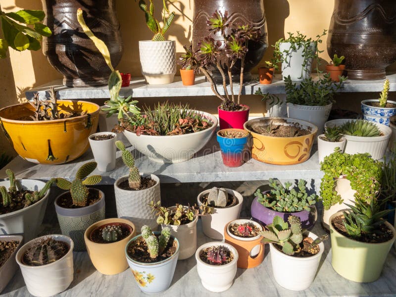 Display of Succulents and Cactus on a Shelf Stock Photo Image of