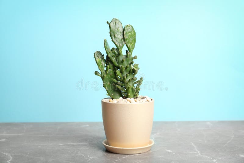 Beautiful cactus on table color background