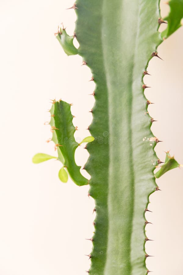 Beautiful  cactus on white background