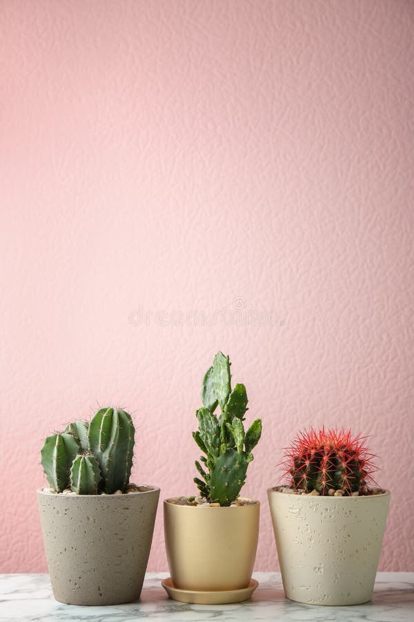 Cactuses in pots stock image. Image of houseplant, pots 68444643